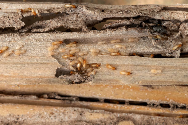 Pest Control for Restaurants in Tuolumne City, CA