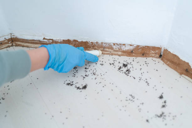 Best Ant Control Services  in Tuolumne City, CA
